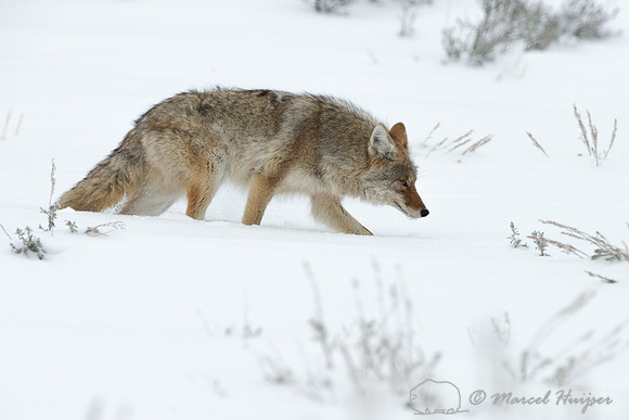 Coyote (Canis latrans), Wyoming, USA