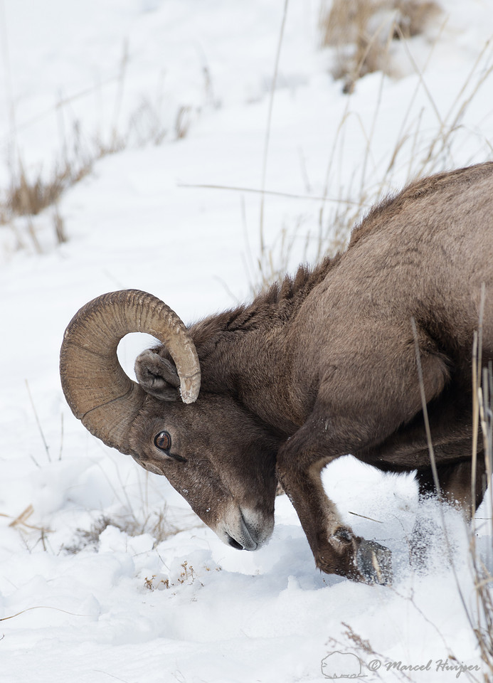 Bighorn sheep (Ovis canadensis) moving snow to access food, Wyom