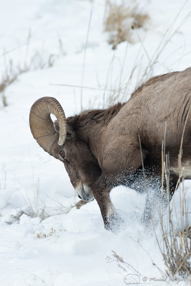 Bighorn sheep (Ovis canadensis) moving snow to access food, Wyom