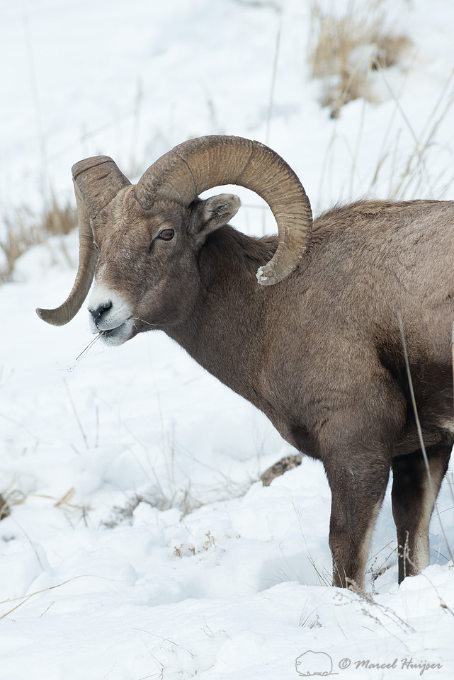 Bighorn sheep (Ovis canadensis) moving snow to access food, Wyom