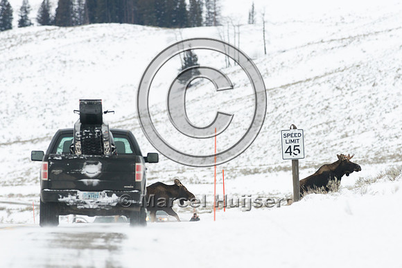 Moose (Alces americanus) crossing road, Wyoming, USA