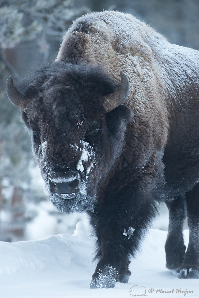 Bison (Bison bison), Wyoming, USA