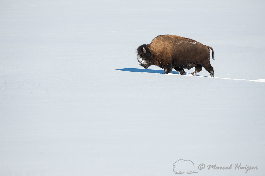 Bison (Bison bison), Wyoming, USA