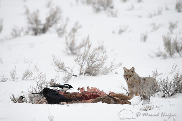 Coyote (Canis latrans) on elk carcass, Wyoming, USA