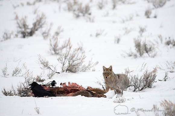 Coyote (Canis latrans) on elk carcass, Wyoming, USA