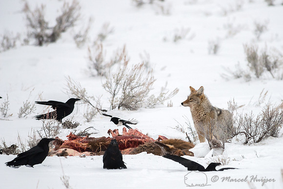 Coyote (Canis latrans) on elk carcass, Wyoming, USA