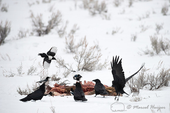 Common raven (Corvus corax) and Black-billed magpie (Pica hudson