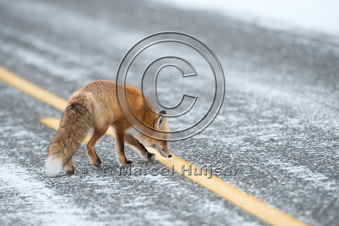 Red fox (Vulpes vulpes) urinates on road, Wyoming, USA