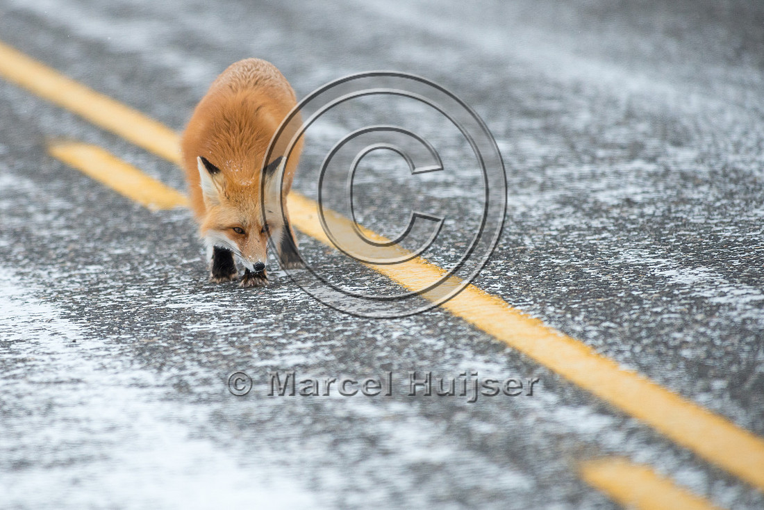 Red fox (Vulpes vulpes) urinates on road, Wyoming, USA