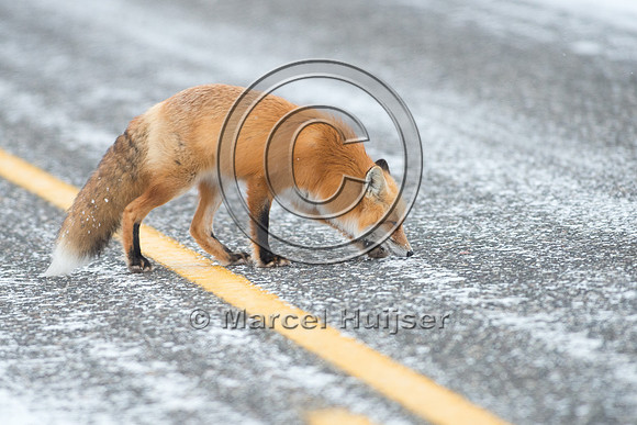 Red fox (Vulpes vulpes) urinates on road, Wyoming, USA