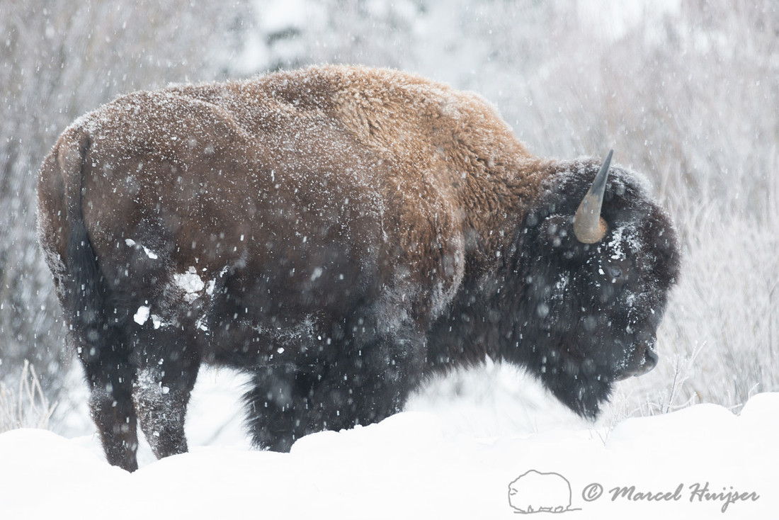 Bison (Bison bison), Wyoming, USA