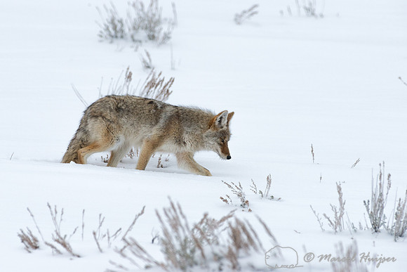 Coyote (Canis latrans), Wyoming, USA