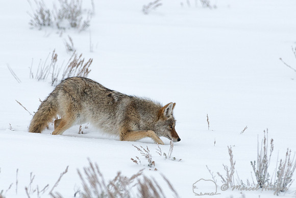Coyote (Canis latrans), Wyoming, USA