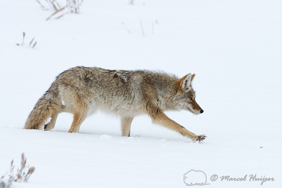 Coyote (Canis latrans), Wyoming, USA