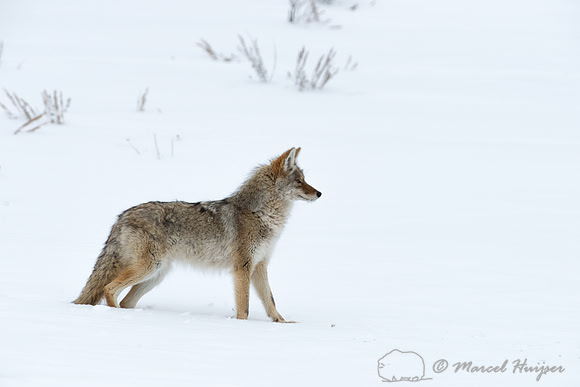 Coyote (Canis latrans), Wyoming, USA