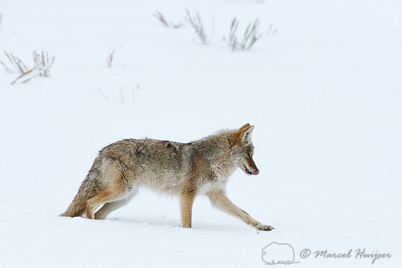 Coyote (Canis latrans), Wyoming, USA