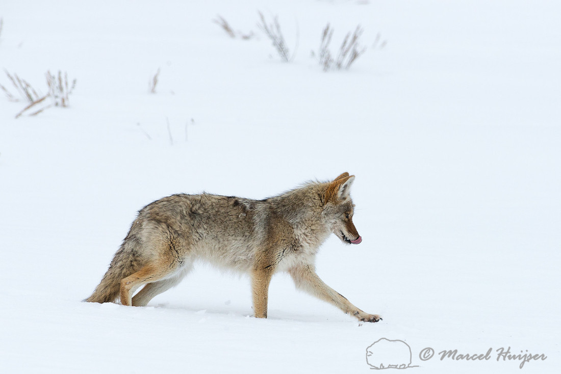 Coyote (Canis latrans), Wyoming, USA