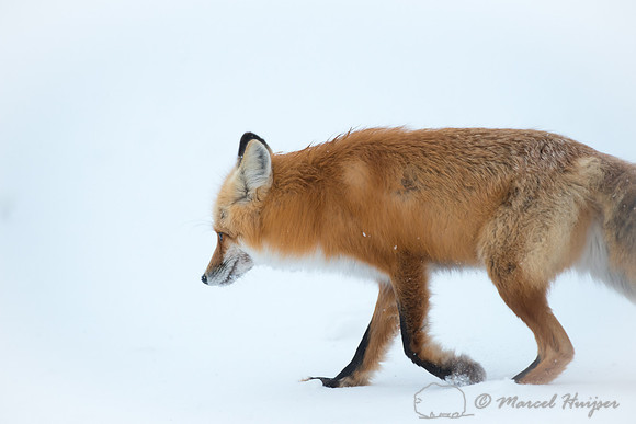 Red fox (Vulpes vulpes), Wyoming, USA