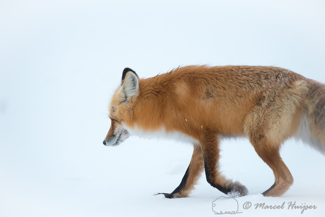 Red fox (Vulpes vulpes), Wyoming, USA