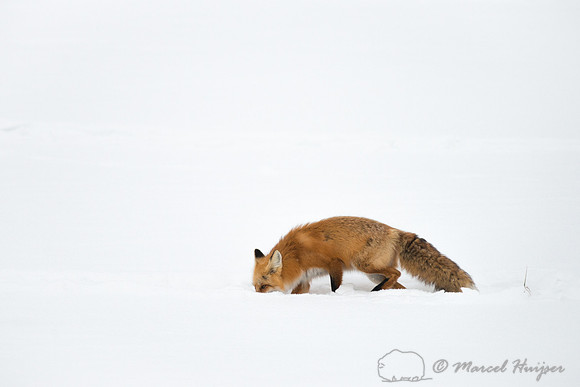 Red fox (Vulpes vulpes), Wyoming, USA