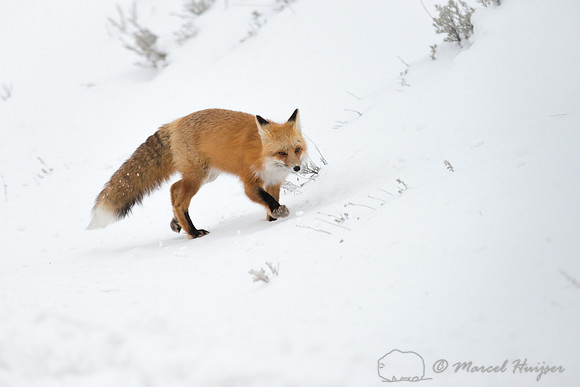 Red fox (Vulpes vulpes), Wyoming, USA