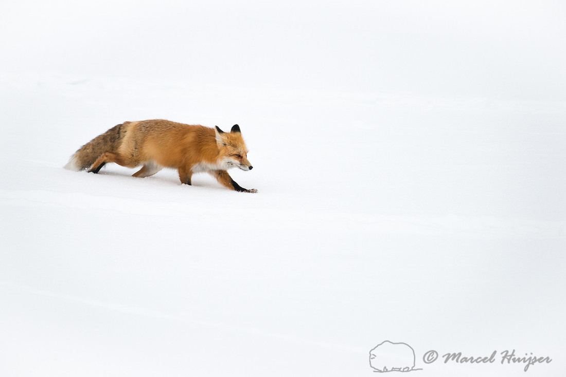 Red fox (Vulpes vulpes), Wyoming, USA