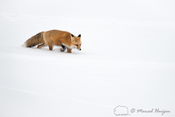 Red fox (Vulpes vulpes), Wyoming, USA