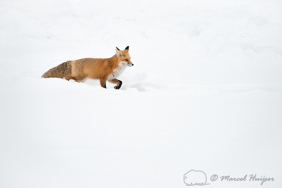 Red fox (Vulpes vulpes), Wyoming, USA