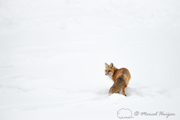 Red fox (Vulpes vulpes), Wyoming, USA