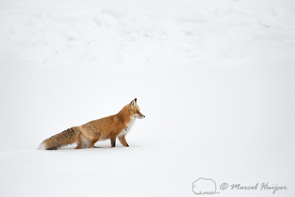 Red fox (Vulpes vulpes), Wyoming, USA