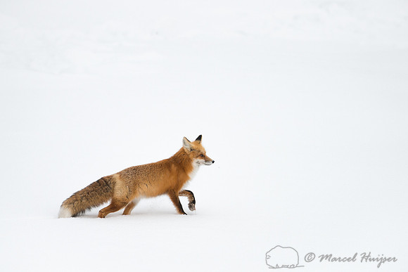 Red fox (Vulpes vulpes), Wyoming, USA