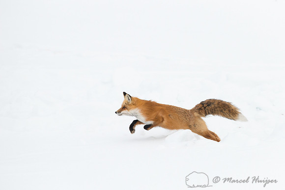 Red fox (Vulpes vulpes), Wyoming, USA