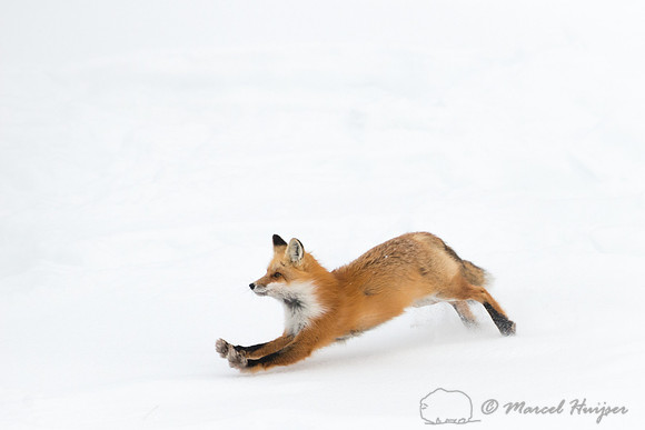 Red fox (Vulpes vulpes), Wyoming, USA