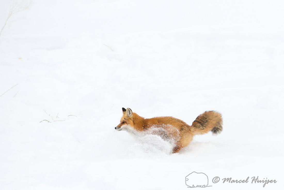 Red fox (Vulpes vulpes), Wyoming, USA