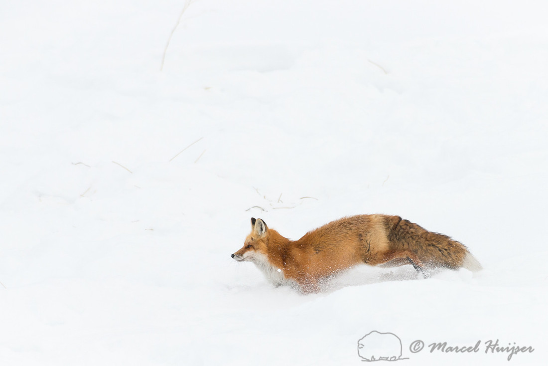Red fox (Vulpes vulpes), Wyoming, USA