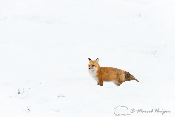 Red fox (Vulpes vulpes), Wyoming, USA