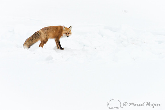 Red fox (Vulpes vulpes), Wyoming, USA
