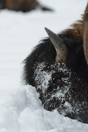 Bison (Bison bison) moving head side to side to move snow to access vegetation under the snow, Wyoming, USA