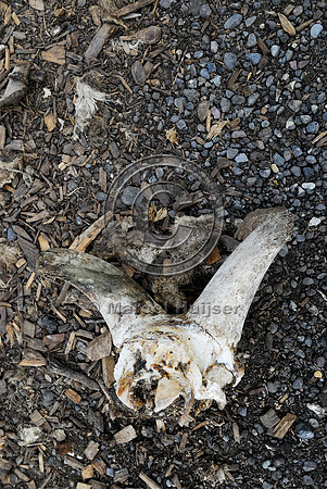 Bighorn sheep (Ovis canadensis) roadkill at wildlife composting facility, Montana