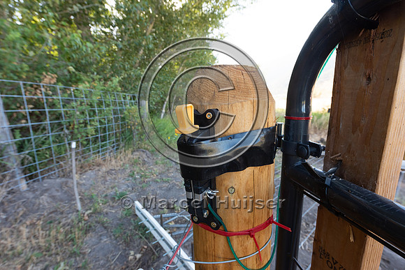 Installing electric fence and gates at a melon field to keep bla