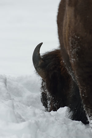 Bison (Bison bison) moving head side to side to move snow to access vegetation under the snow, Wyoming, USA