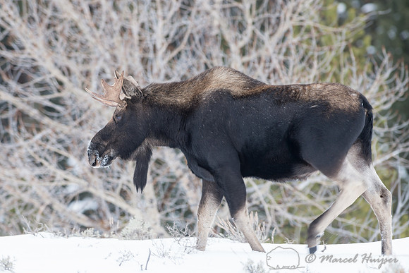 Moose (Alces americanus), Wyoming, USA