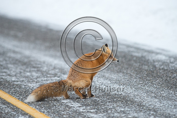 Red fox (Vulpes vulpes) urinates on road, Wyoming, USA