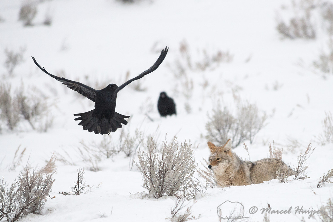 Coyote (Canis latrans) on elk carcass, Wyoming, USA