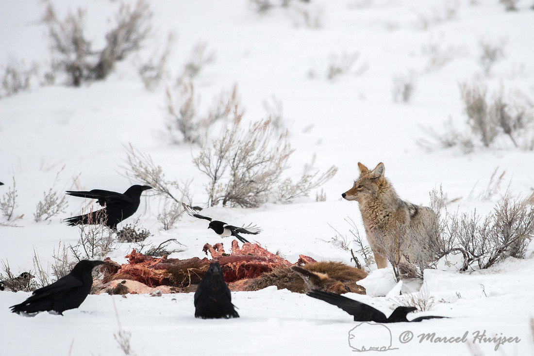 Coyote (Canis latrans) on elk carcass, Wyoming, USA