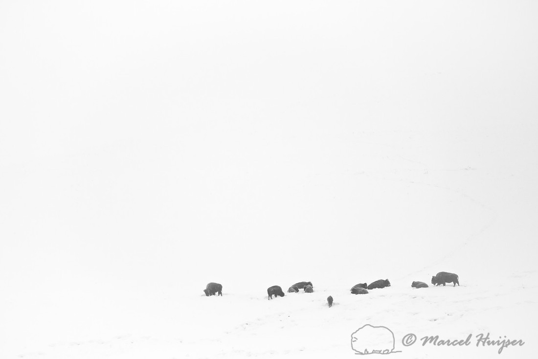 Bison (Bison bison) in snowy landscape, Montana, USA