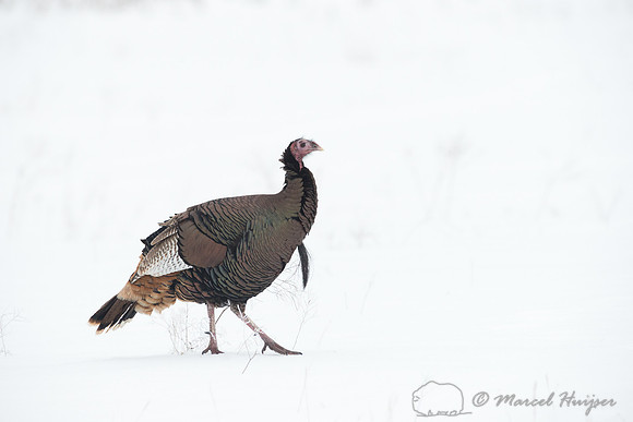 Wild Turkey (Meleagris gallopavo) in the snow, Montana, USA