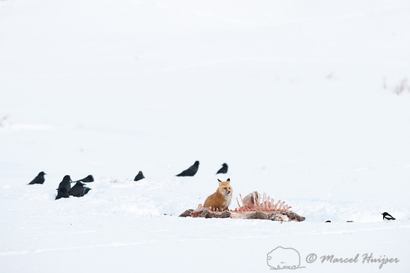 Red fox (Vulpes vulpes) on elk carcass (presumably killed by wol