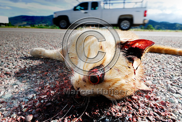 Domestic cat (Felis catus) roadkill, Montana