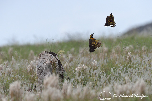 Fighting campo flickers (Colaptes campestris), Parque Nacional da Serra da Canastra, Minas Gerais, Brazil